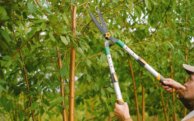 Tree trimming in Cayuga, IN